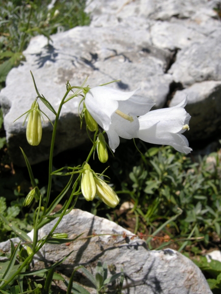 Campanula scheuchzeri / Campanula di Scheuchzer